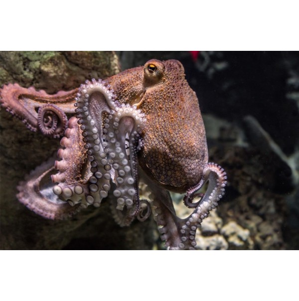 Octopus Vulgaris dit aussi poulpe commun