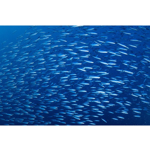 Diminution de la taille des sardines en Méditerranée